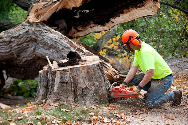  Dysart, IA Tree Care Services Pros